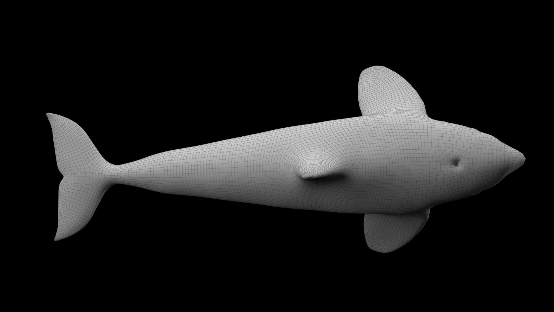 Killer Whale Model 17 Animations  Low-poly 3D model_17