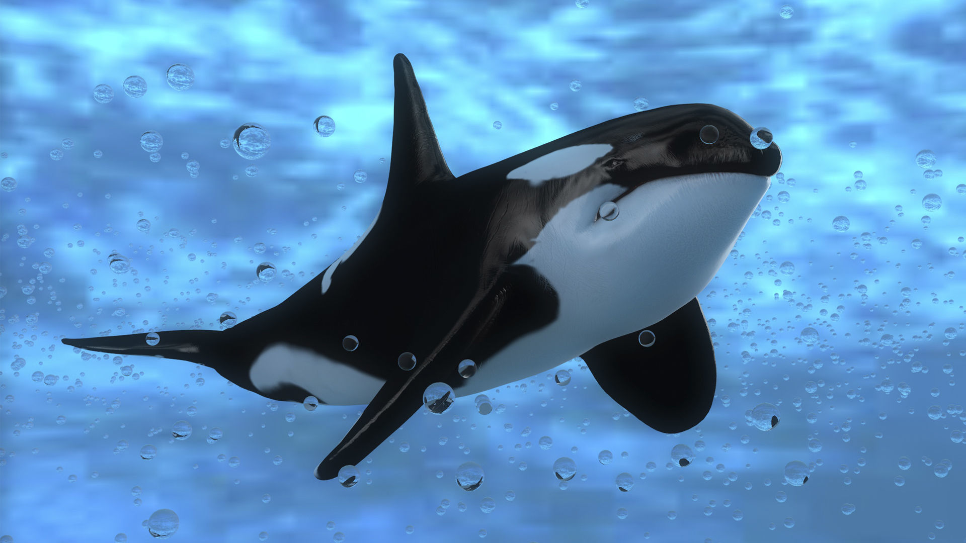 Killer Whale Model 17 Animations  Low-poly 3D model_3