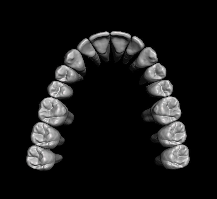 Anatomic Teeth with Roots Upper Arch 3D Model 3D print model_2
