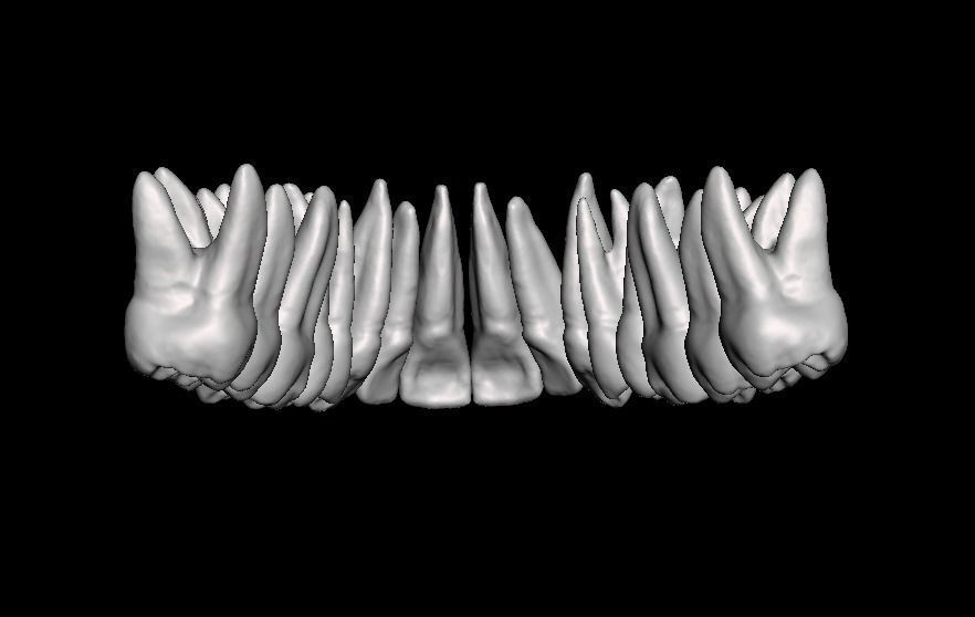Anatomic Teeth with Roots Upper Arch 3D Model 3D print model_3
