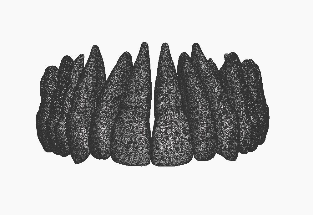 Anatomic Teeth with Roots Upper Arch 3D Model 3D print model_5