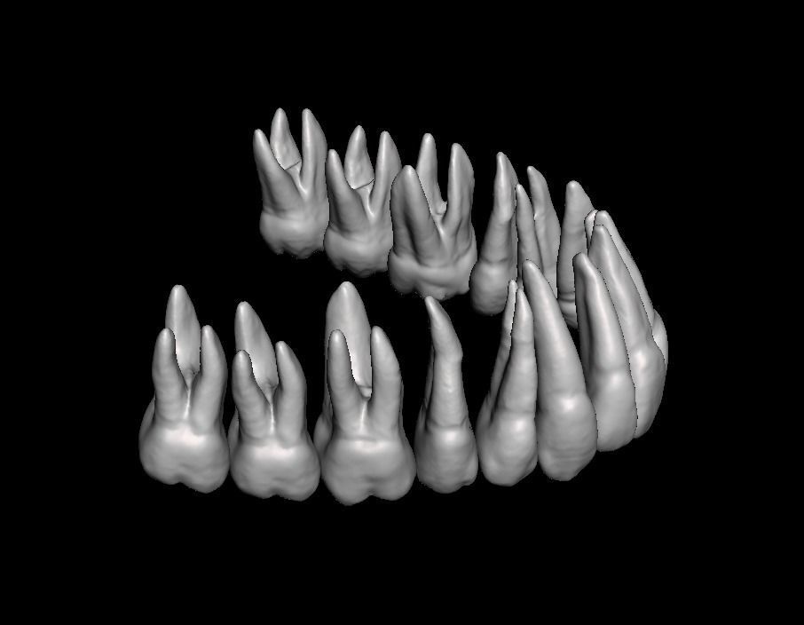 Anatomic Teeth with Roots Upper Arch 3D Model 3D print model_1