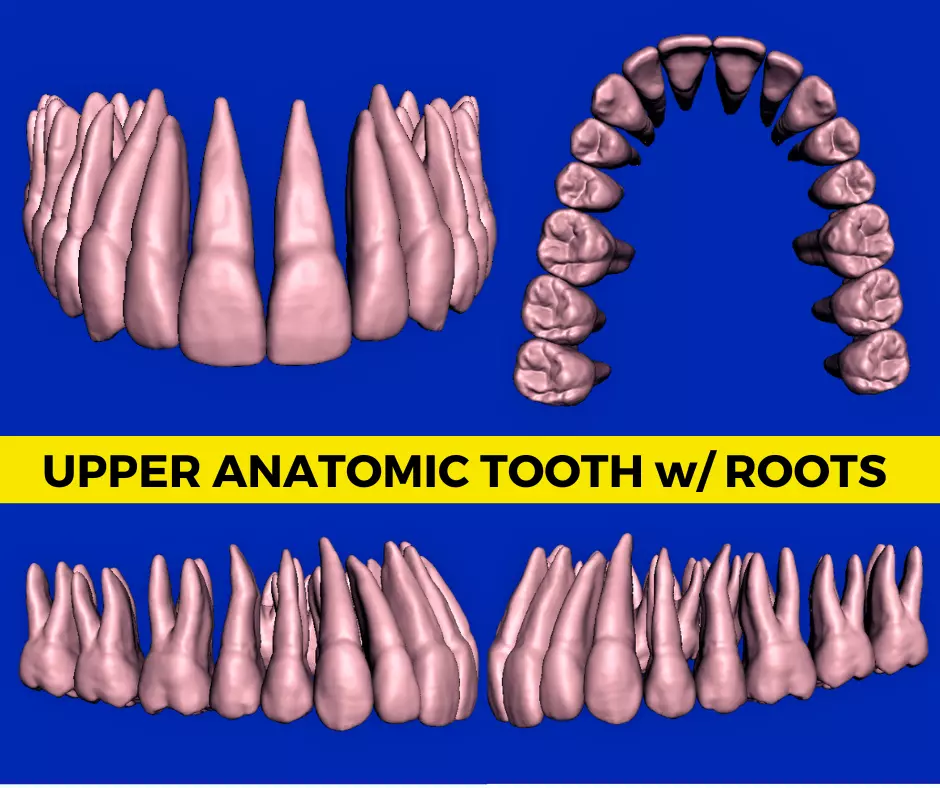 Anatomic Teeth with Roots Upper Arch 3D Model 3D print model_0