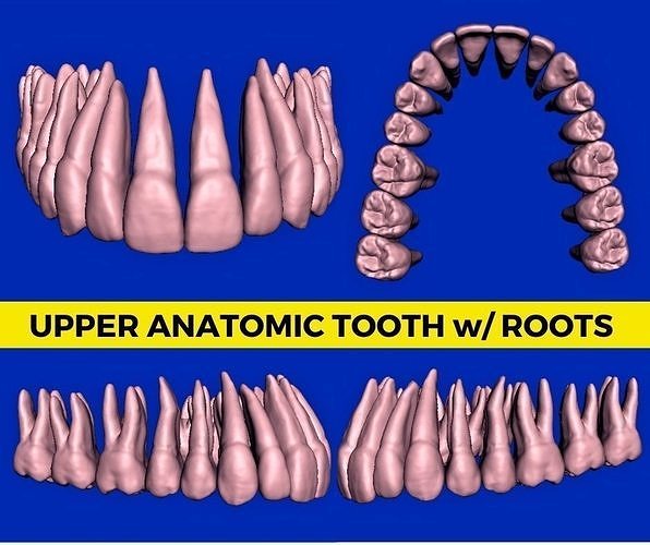 Anatomic Teeth with Roots Upper Arch 3D Model Low-poly 3D print model