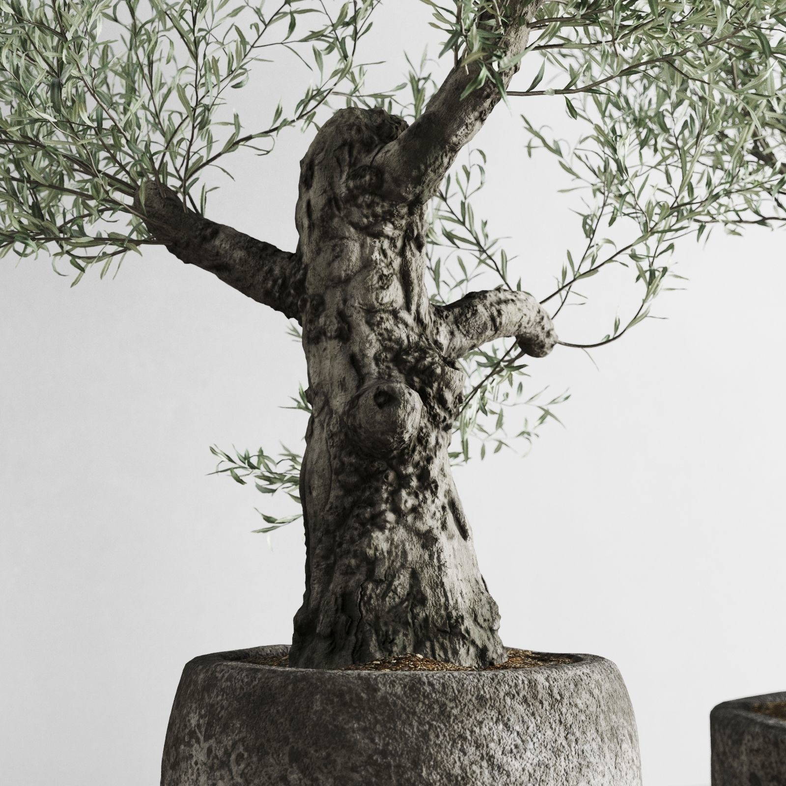 Old Olive Trees In Stone Pots 3D model_9