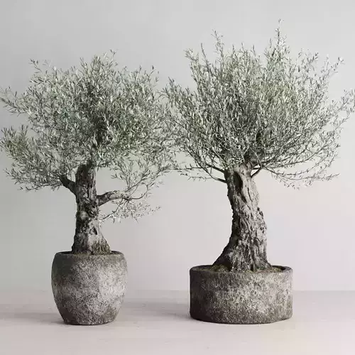 Old Olive Trees In Stone Pots