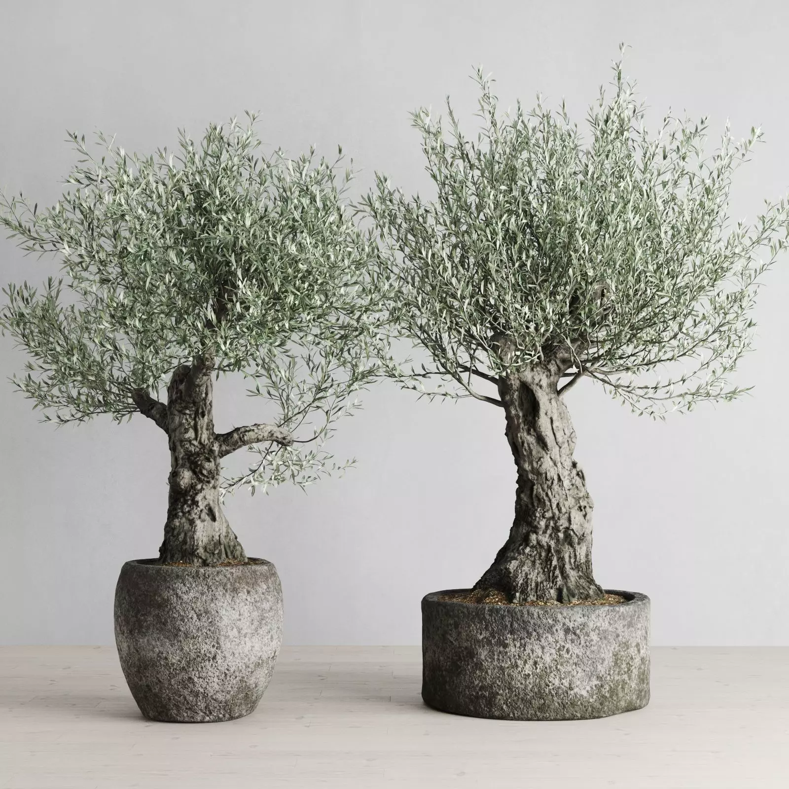 Old Olive Trees In Stone Pots 3D model_0