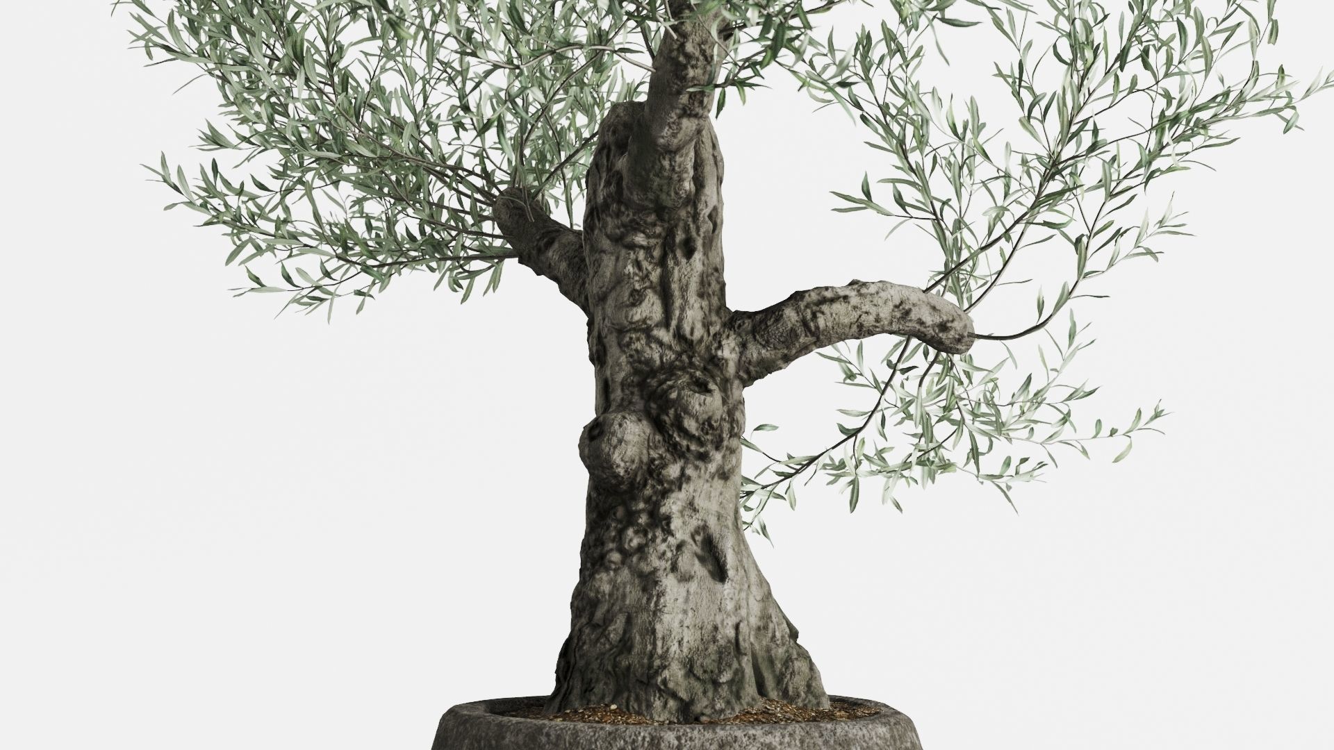 Old Olive Trees In Stone Pots 3D model_7