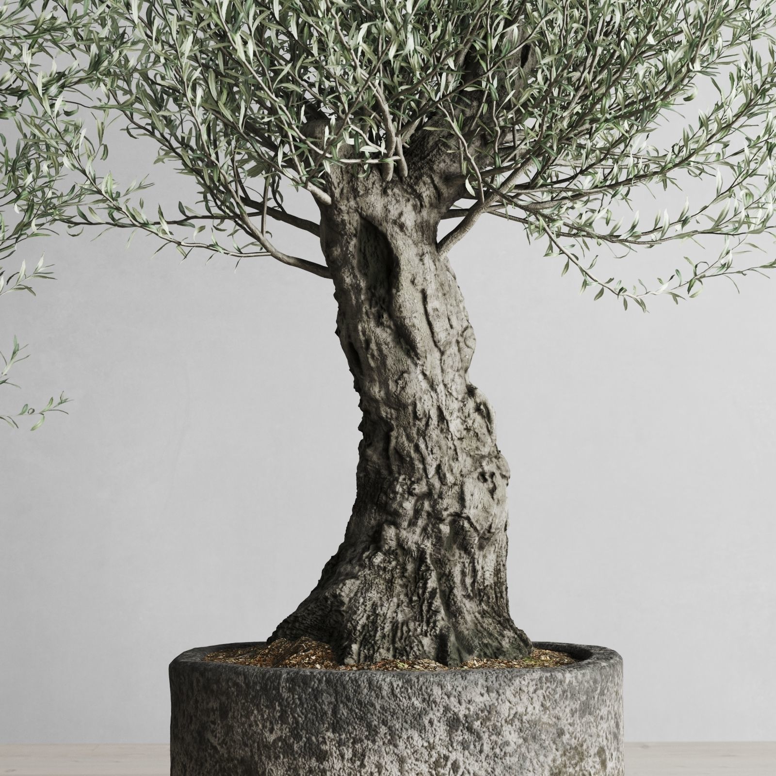 Old Olive Trees In Stone Pots 3D model_4