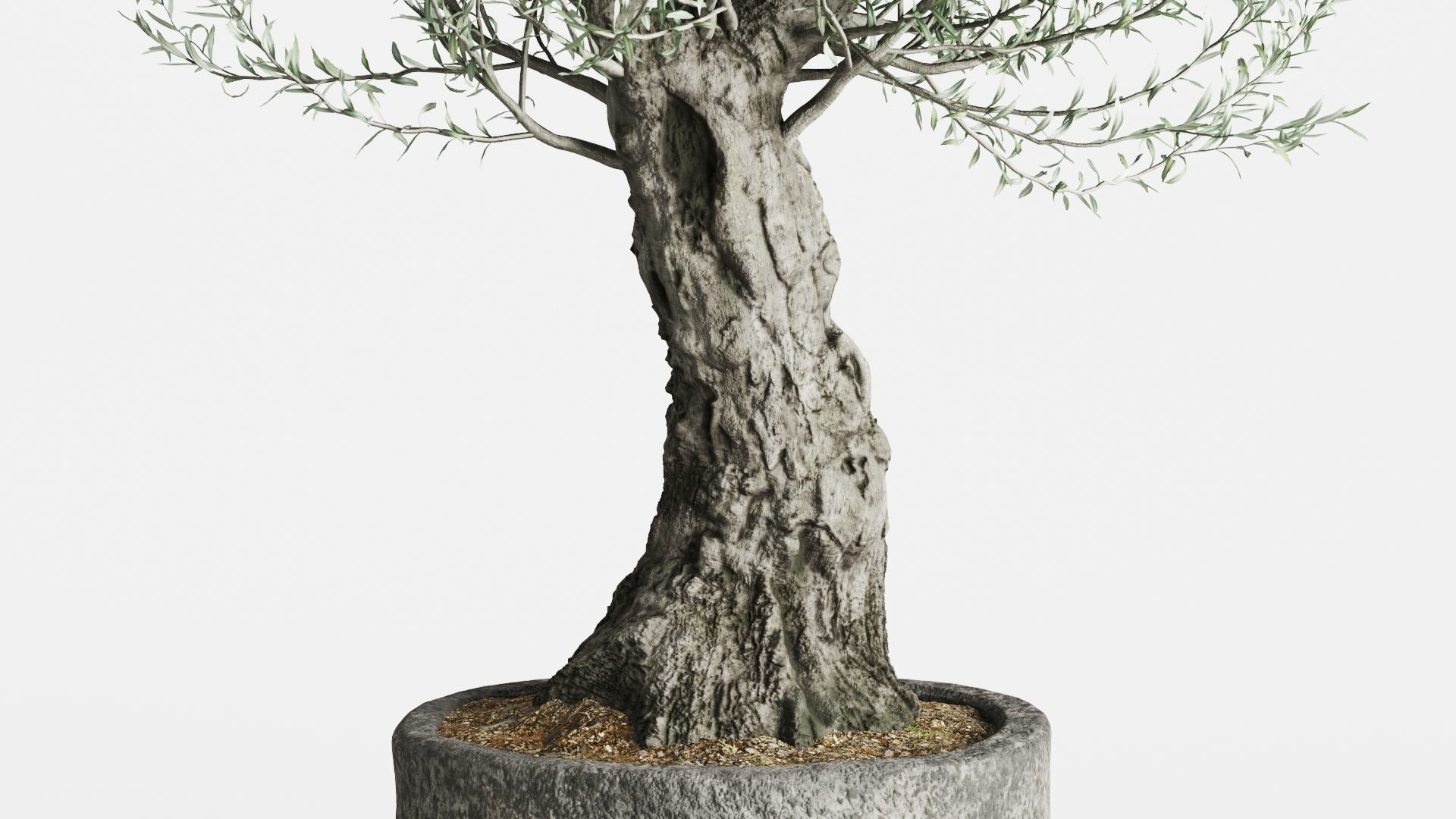 Old Olive Trees In Stone Pots 3D model_5