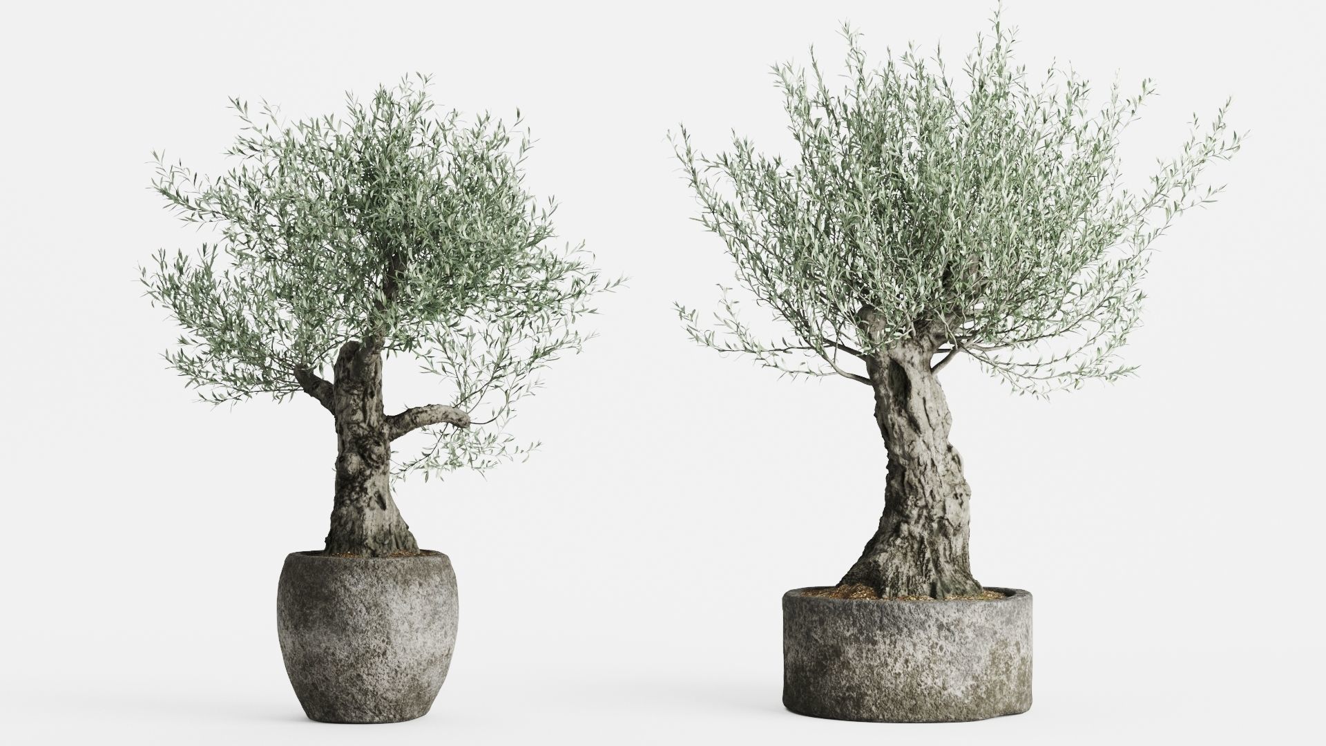 Old Olive Trees In Stone Pots 3D model_1