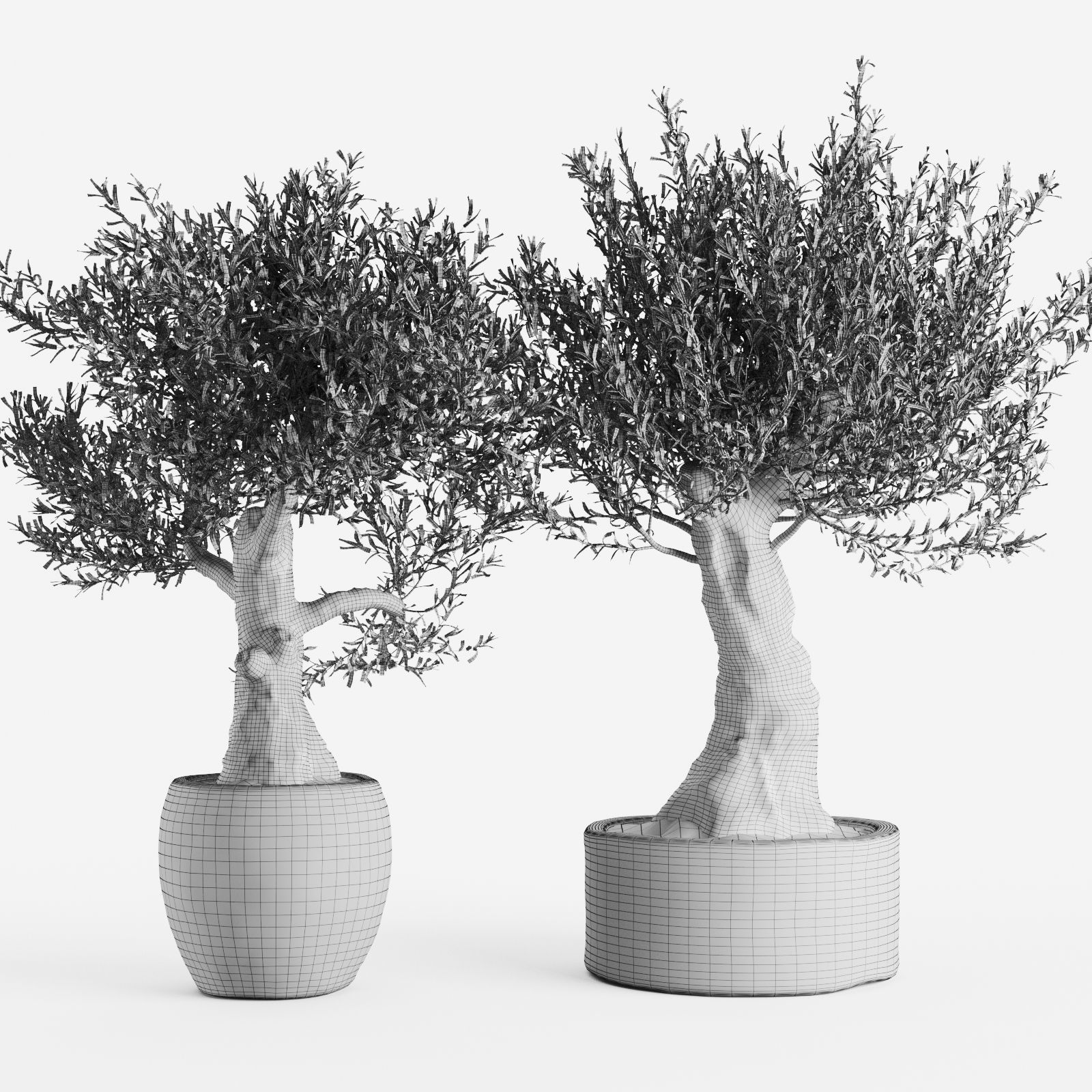 Old Olive Trees In Stone Pots 3D model_2