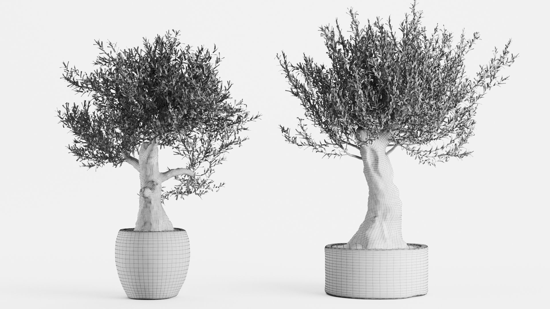 Old Olive Trees In Stone Pots 3D model_3