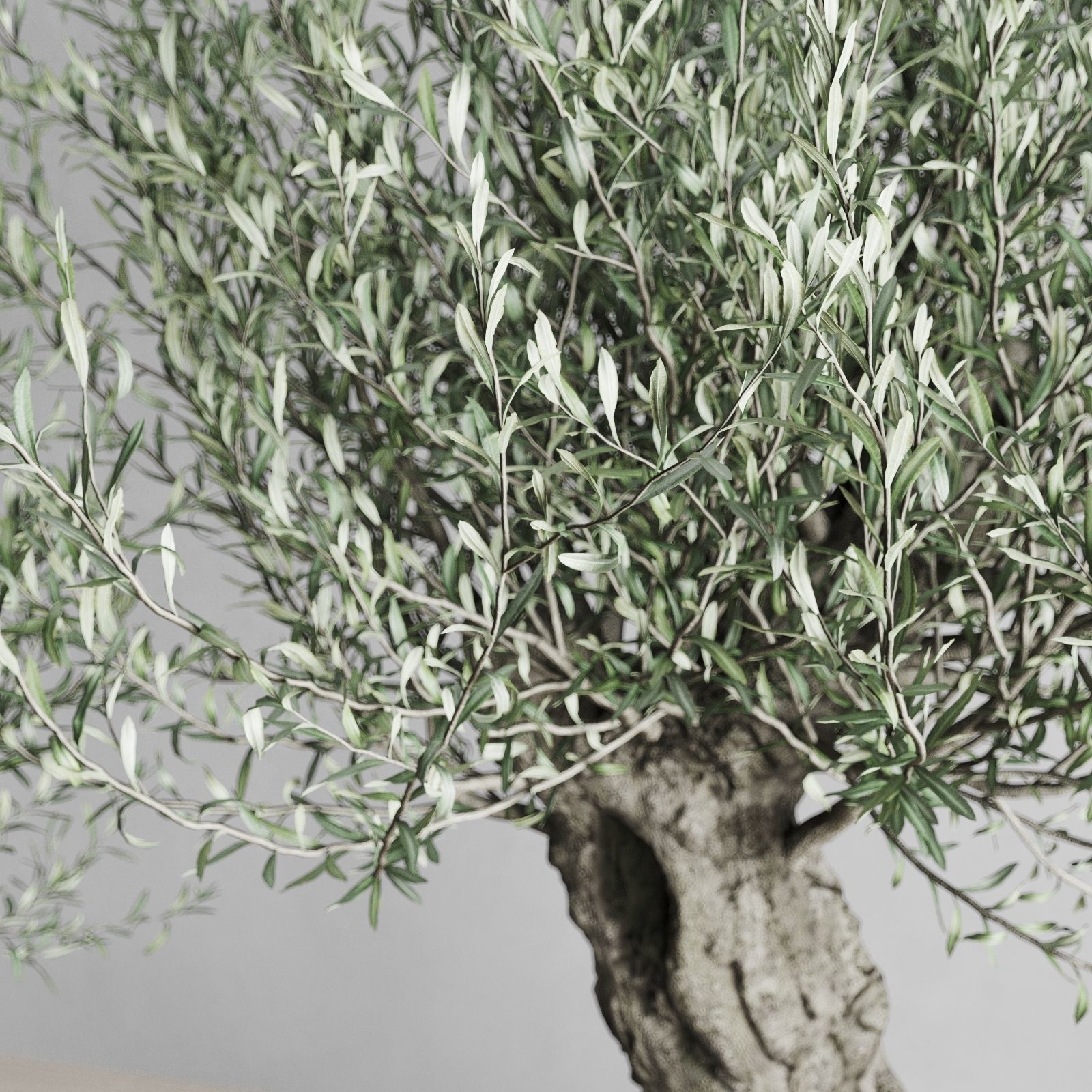 Old Olive Trees In Stone Pots 3D model_11