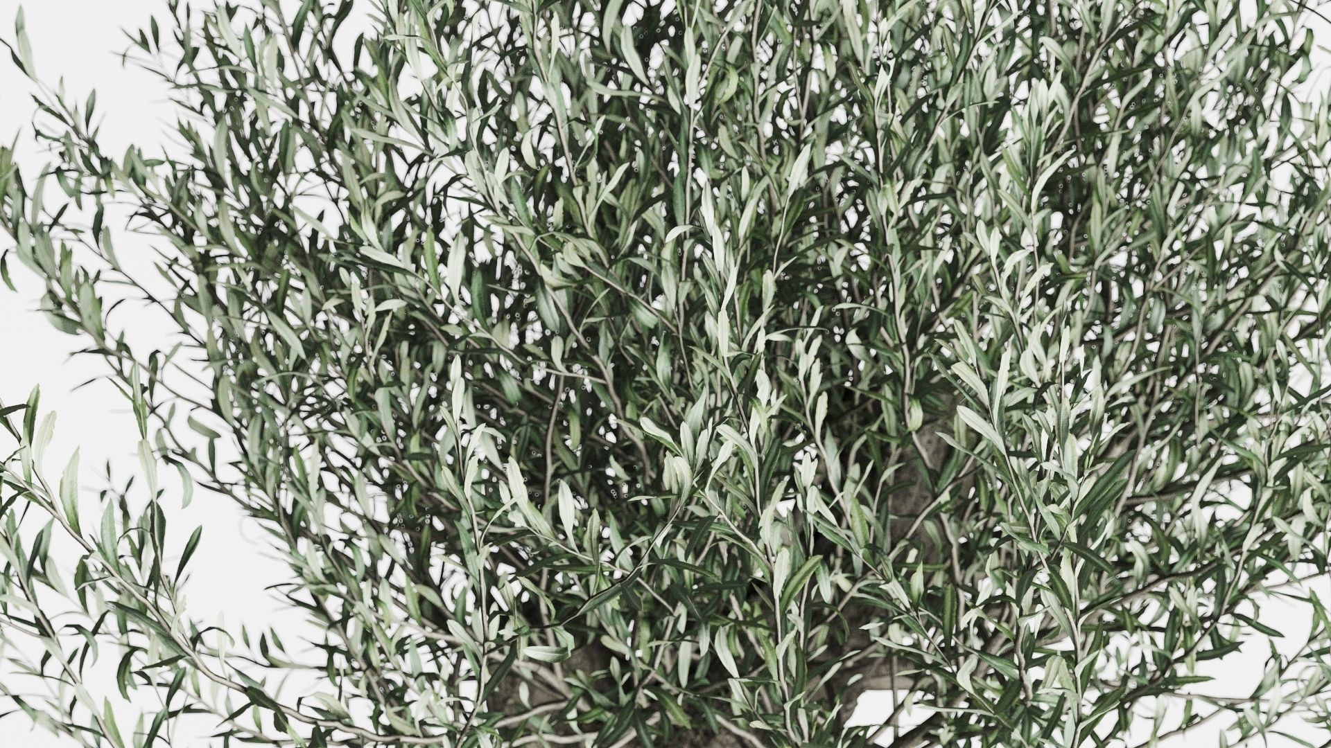 Old Olive Trees In Stone Pots 3D model_10