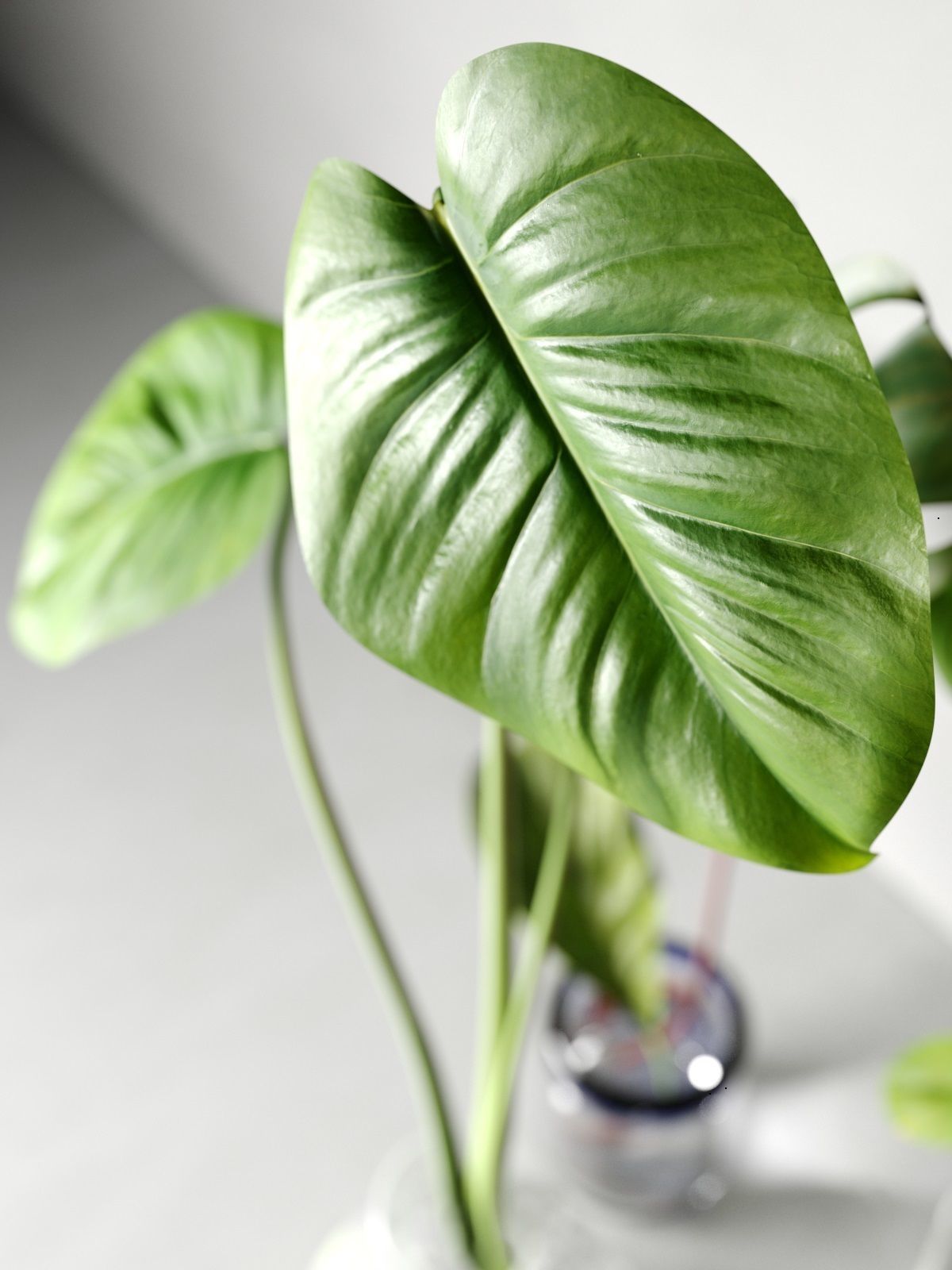 Glass Vases with Leaves 2 3D model_2