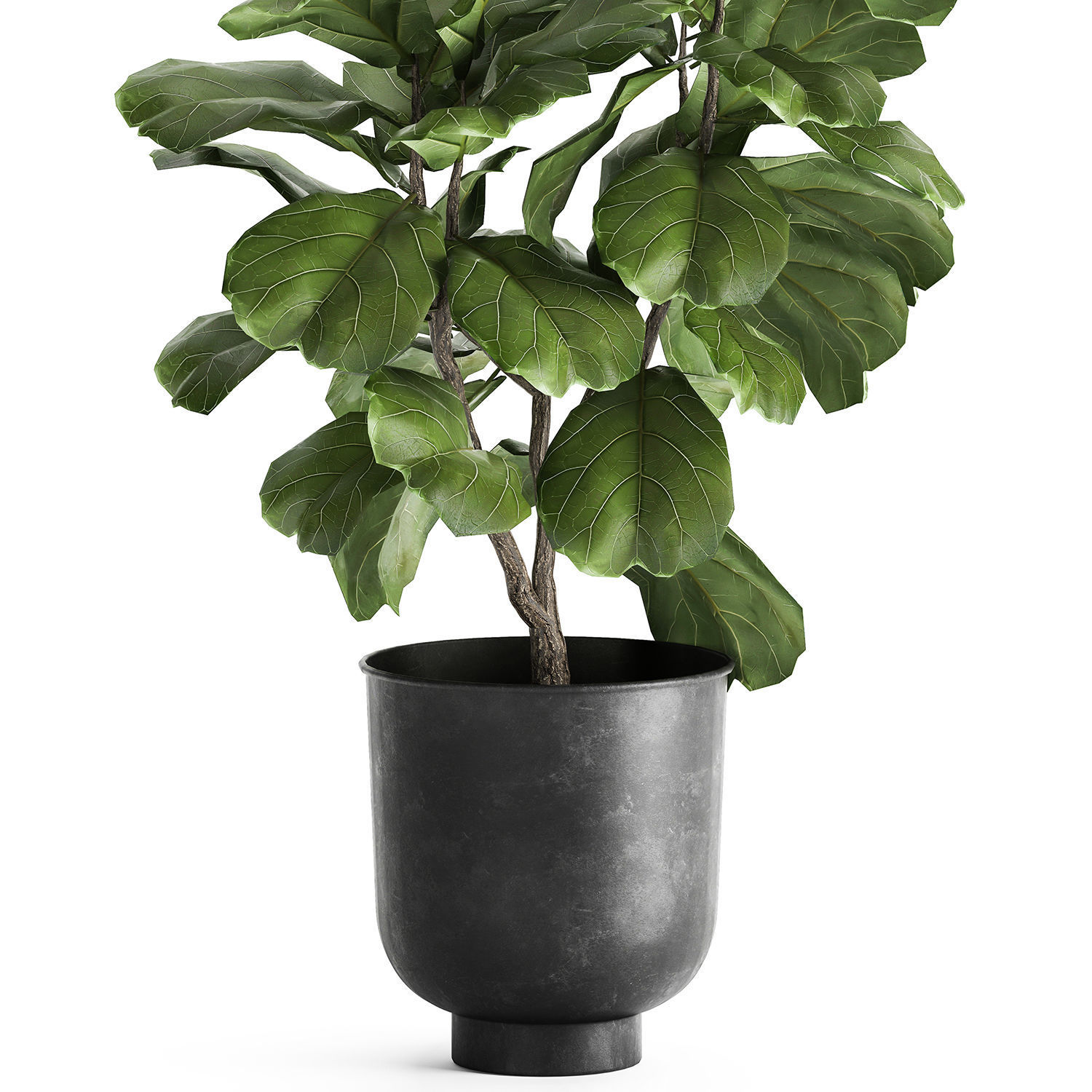 Ficus lyrata trees in a pot for the interior 878 3D model_2