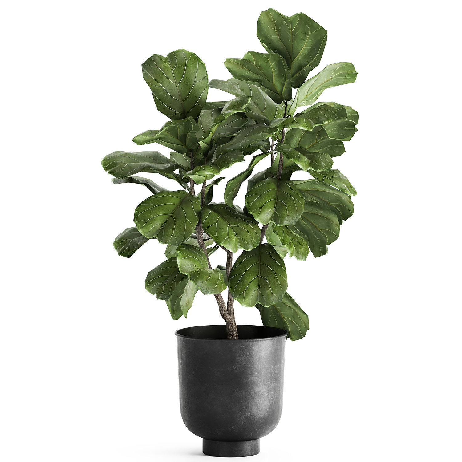 Ficus lyrata trees in a pot for the interior 878 3D model_1