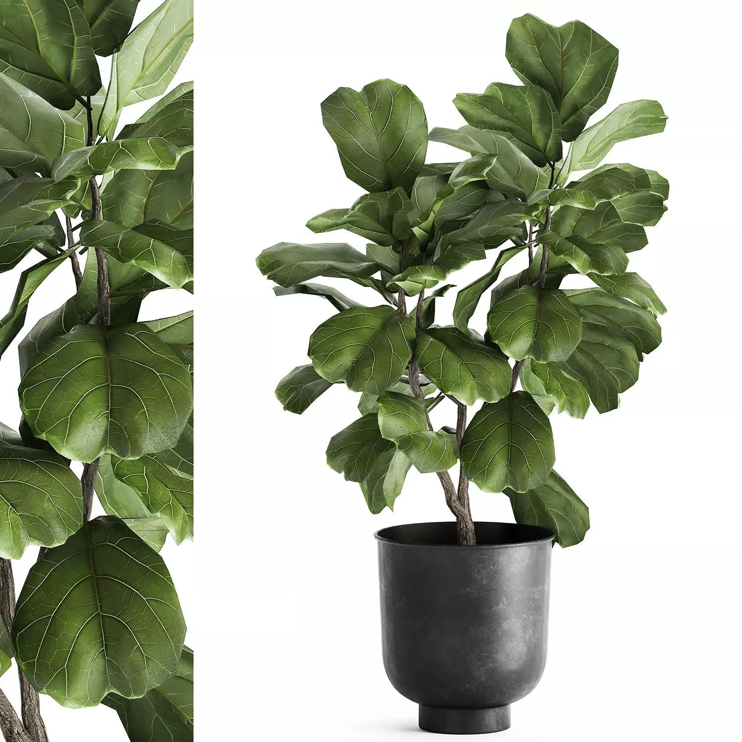Ficus lyrata trees in a pot for the interior 878 3D model_0