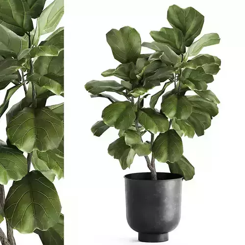 Ficus lyrata trees in a pot for the interior 878 3D model