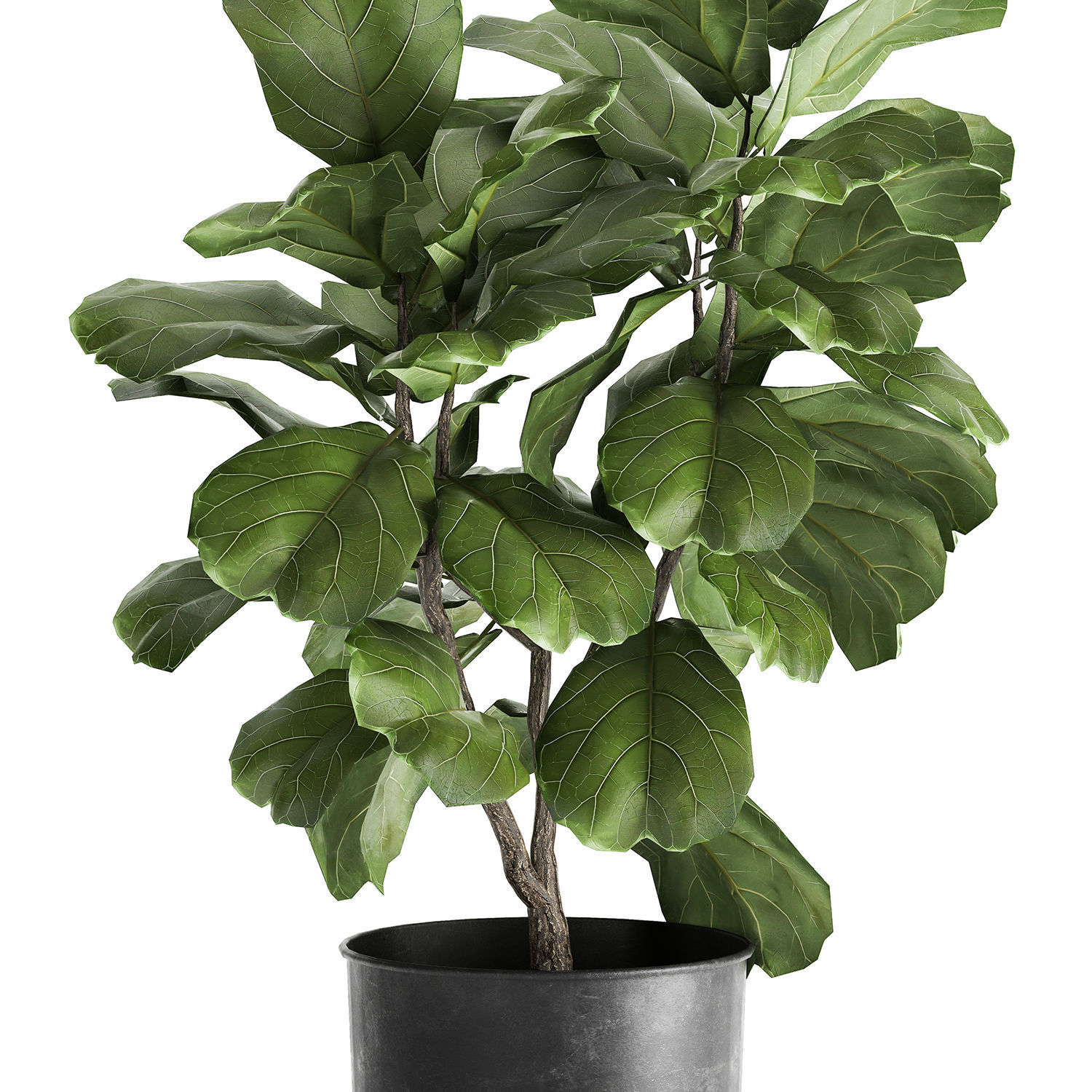 Ficus lyrata trees in a pot for the interior 878 3D model_3