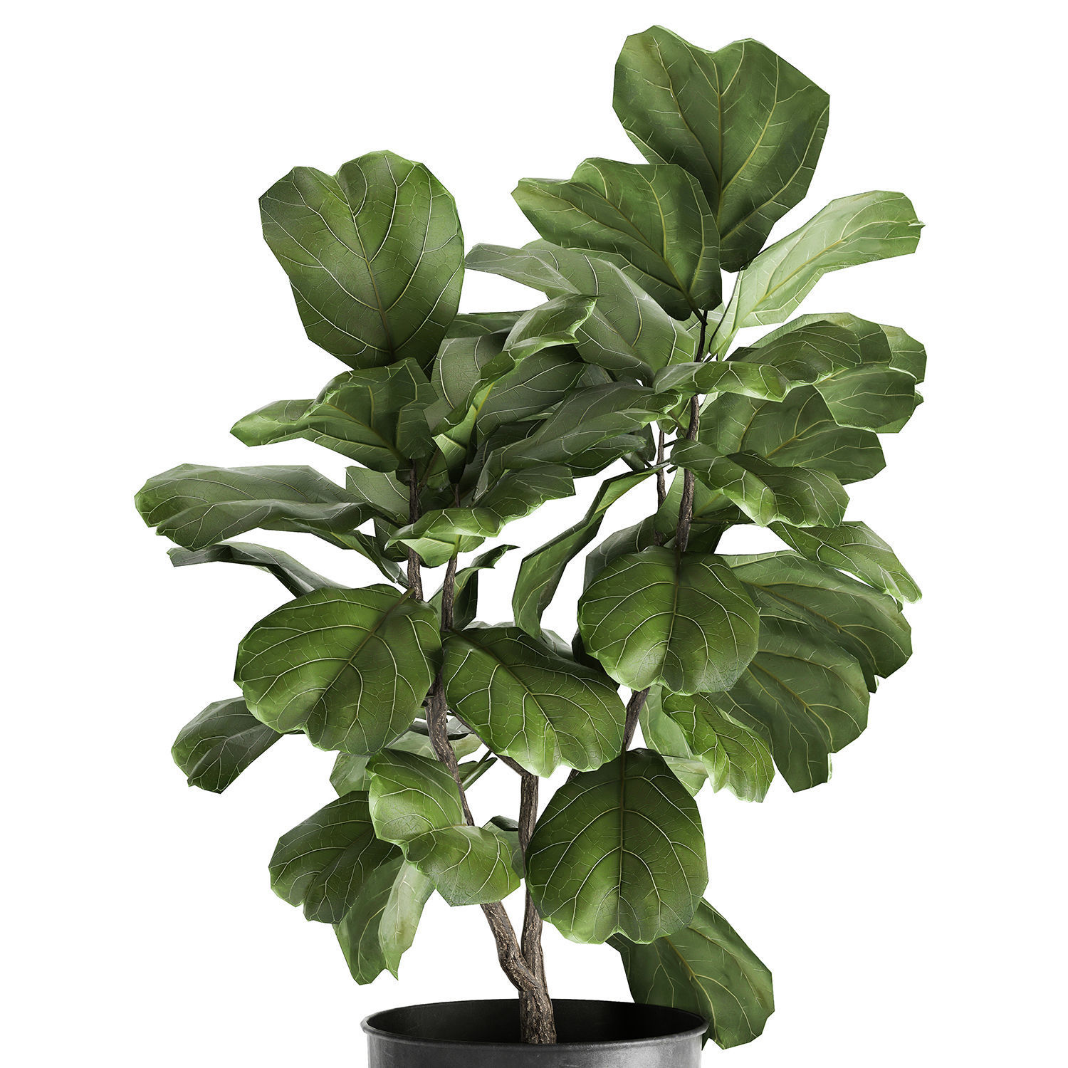 Ficus lyrata trees in a pot for the interior 878 3D model_4