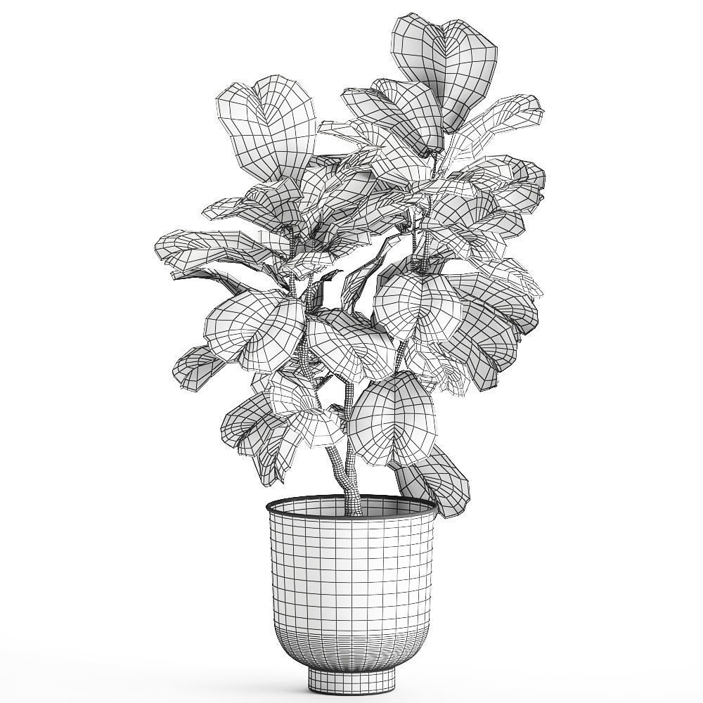 Ficus lyrata trees in a pot for the interior 878 3D model_5