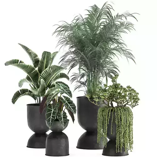 Houseplants in a pot for the interior 879 3D model