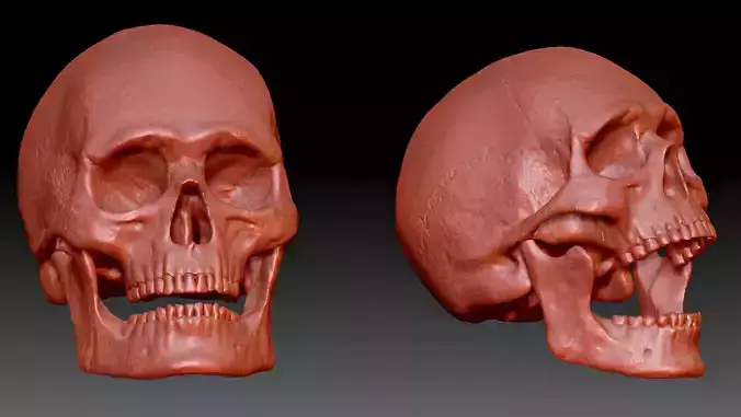 Realistic Human Skull 3D Scanned