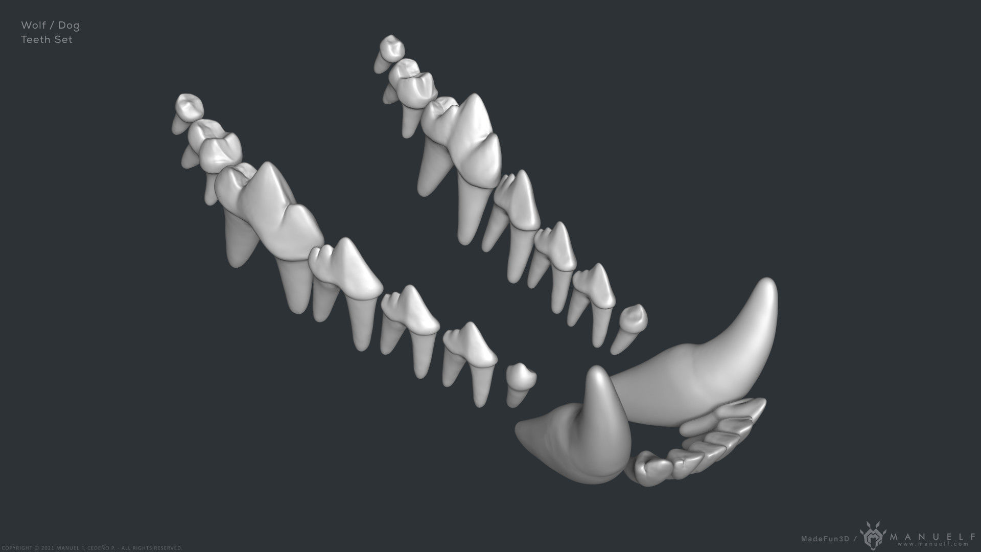 Wolf Dog Teeth Set 3D model_6