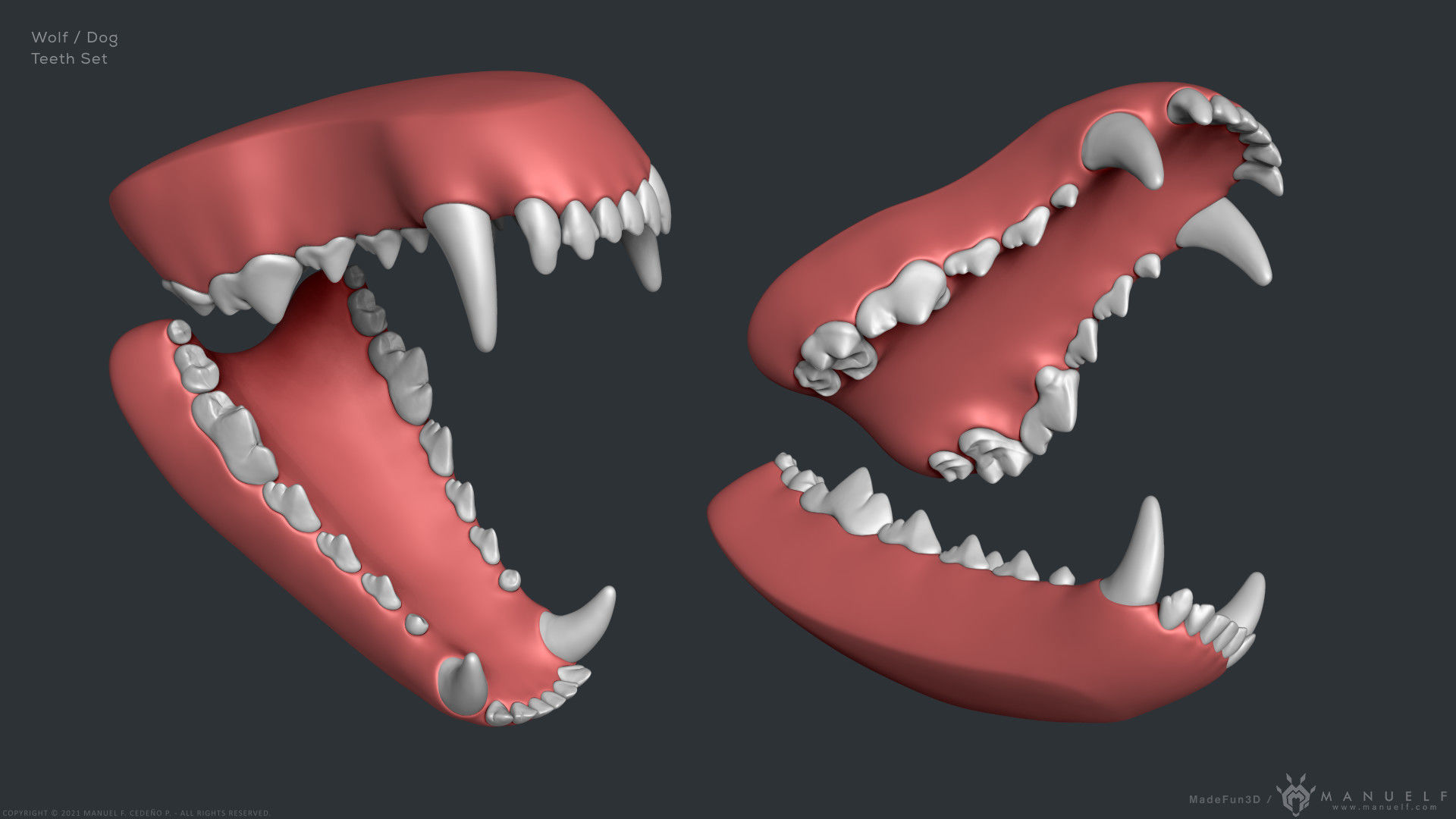 Wolf Dog Teeth Set 3D model_2