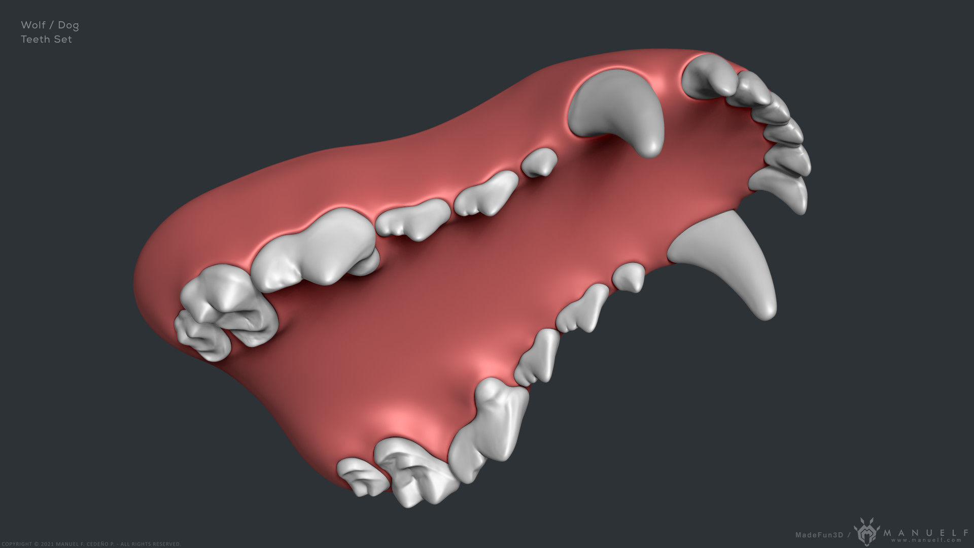Wolf Dog Teeth Set 3D model_8