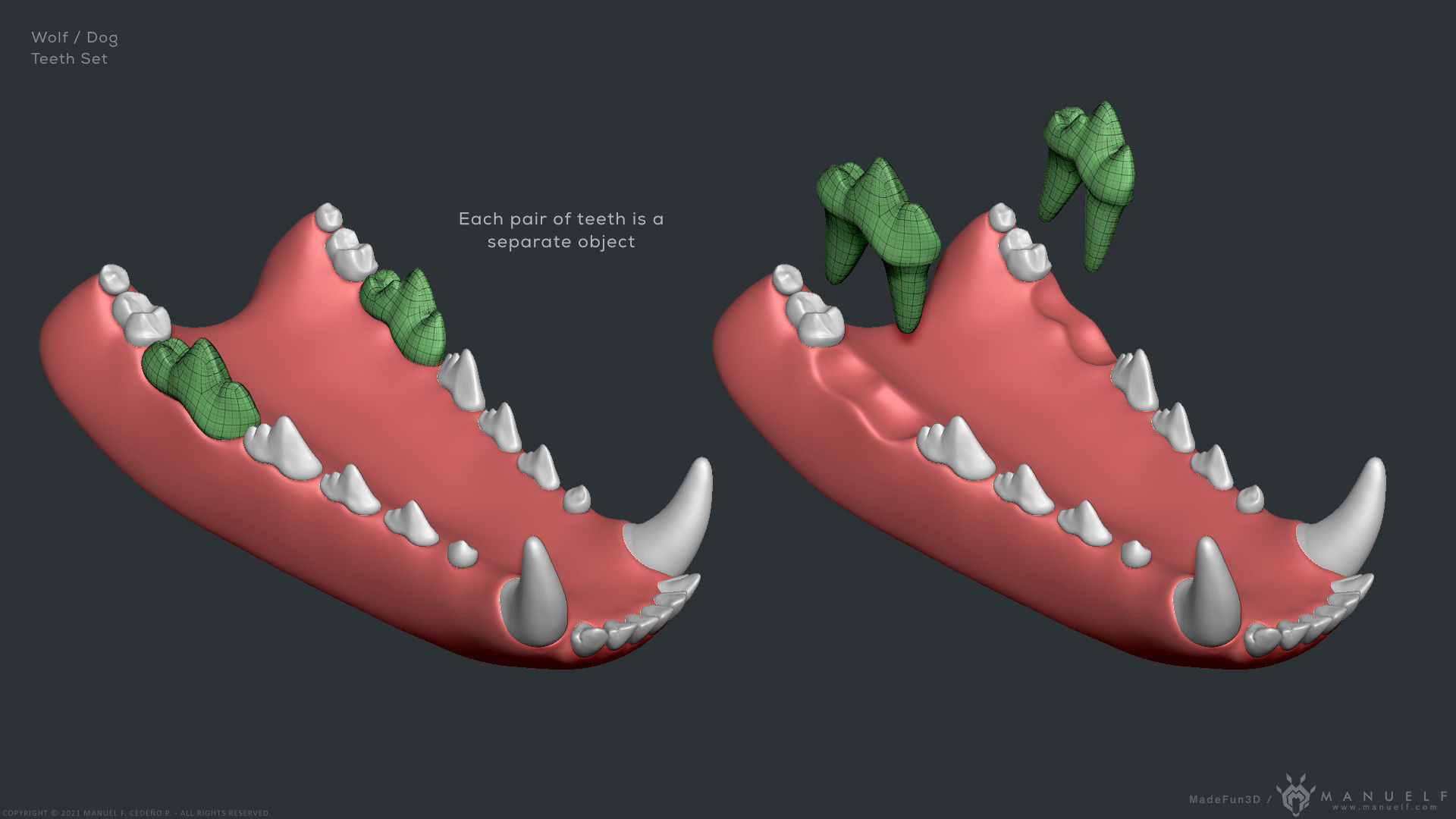 Wolf Dog Teeth Set 3D model_11