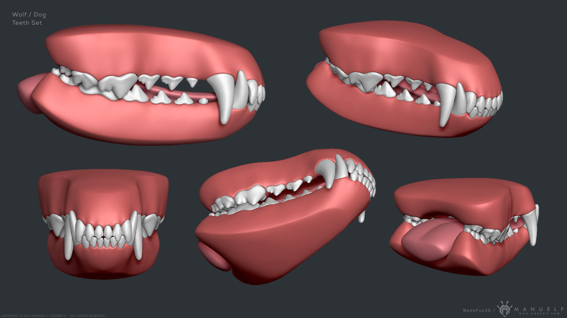 Wolf Dog Teeth Set 3D model_3