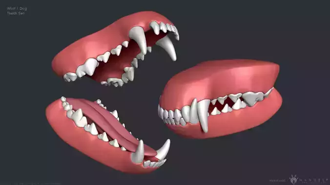Wolf Dog Teeth Set 3D model