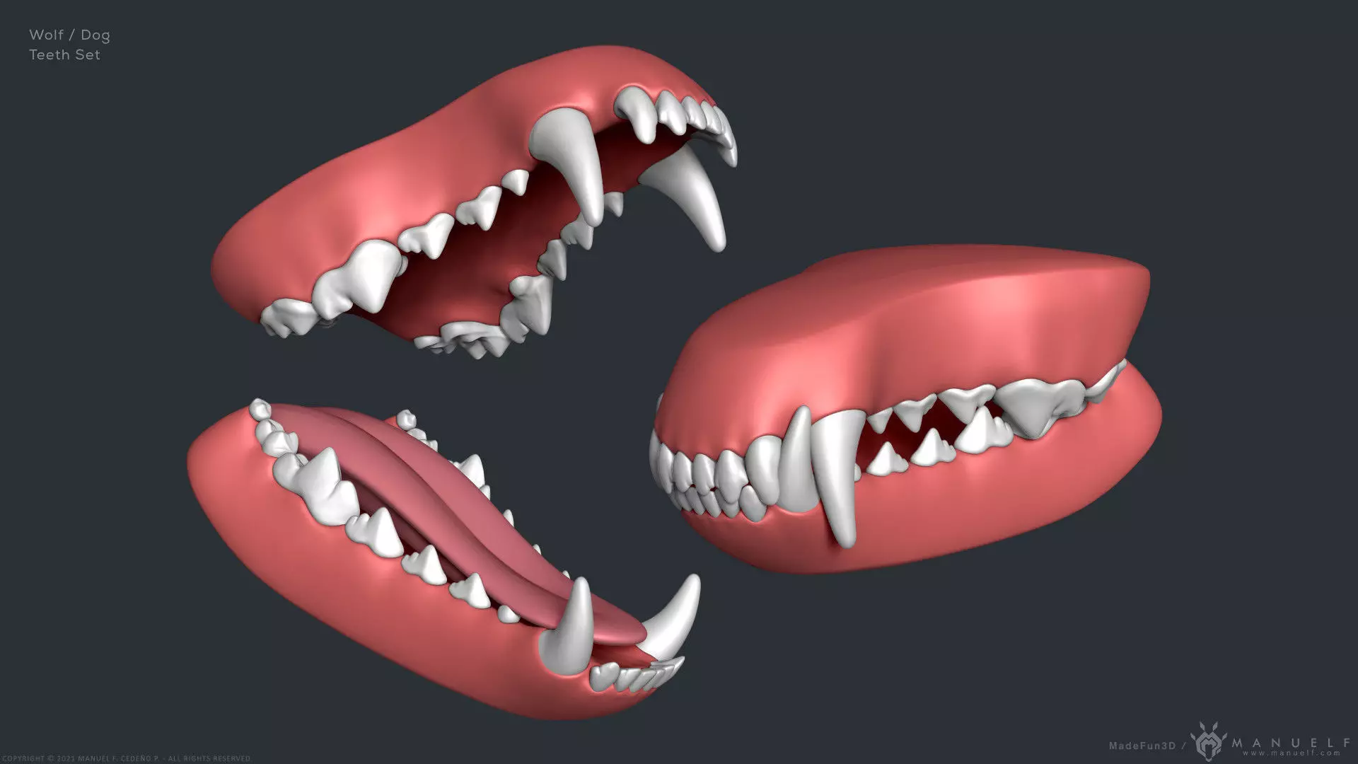 Wolf Dog Teeth Set 3D model_0