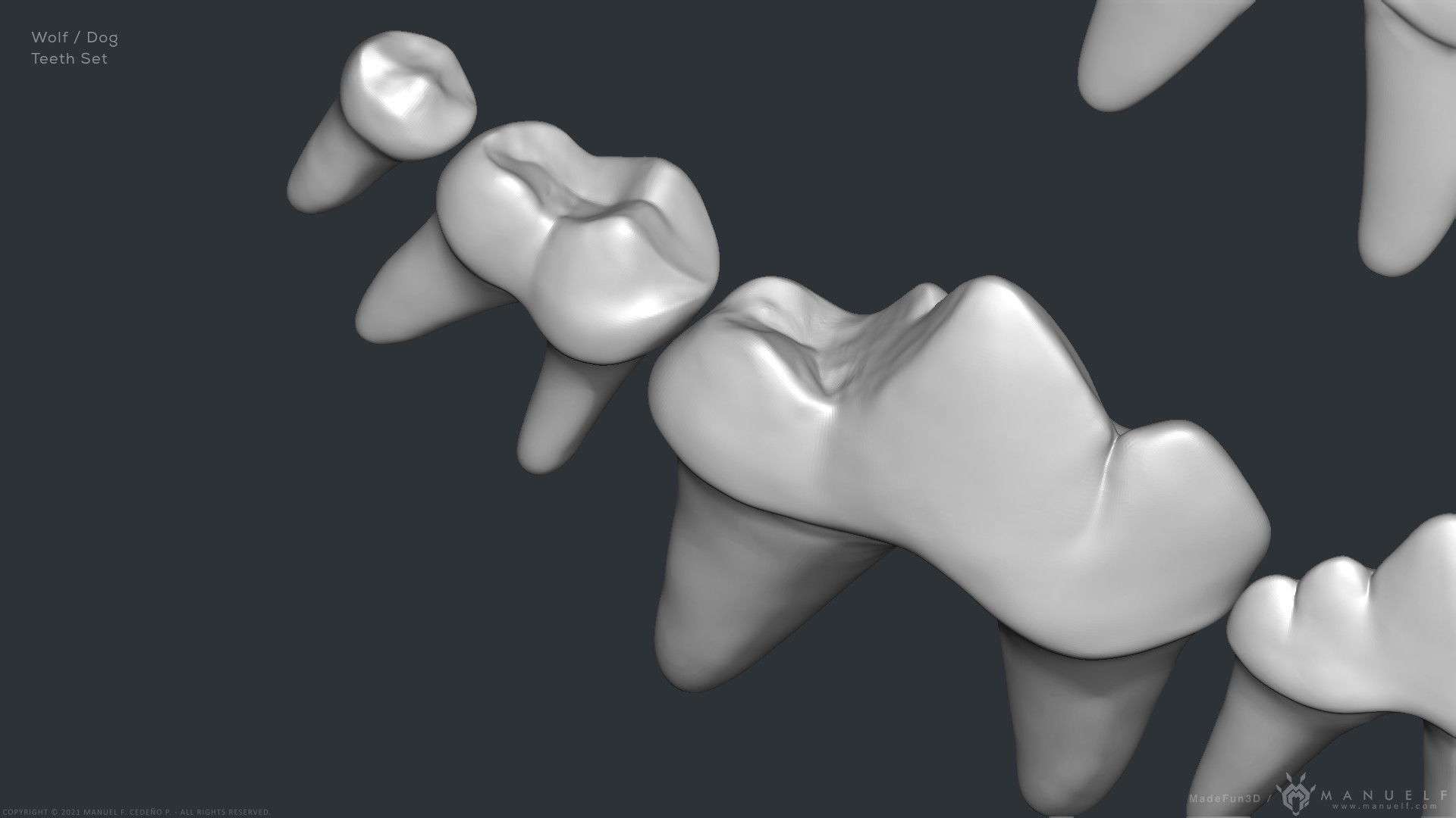Wolf Dog Teeth Set 3D model_7
