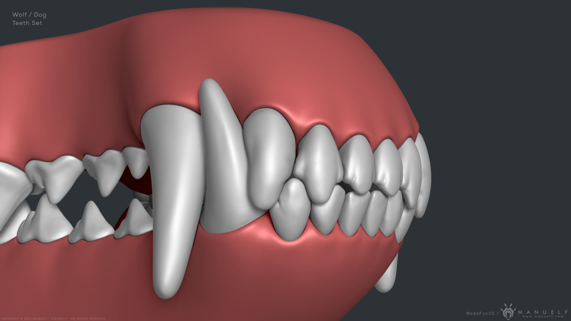 Wolf Dog Teeth Set 3D model_4