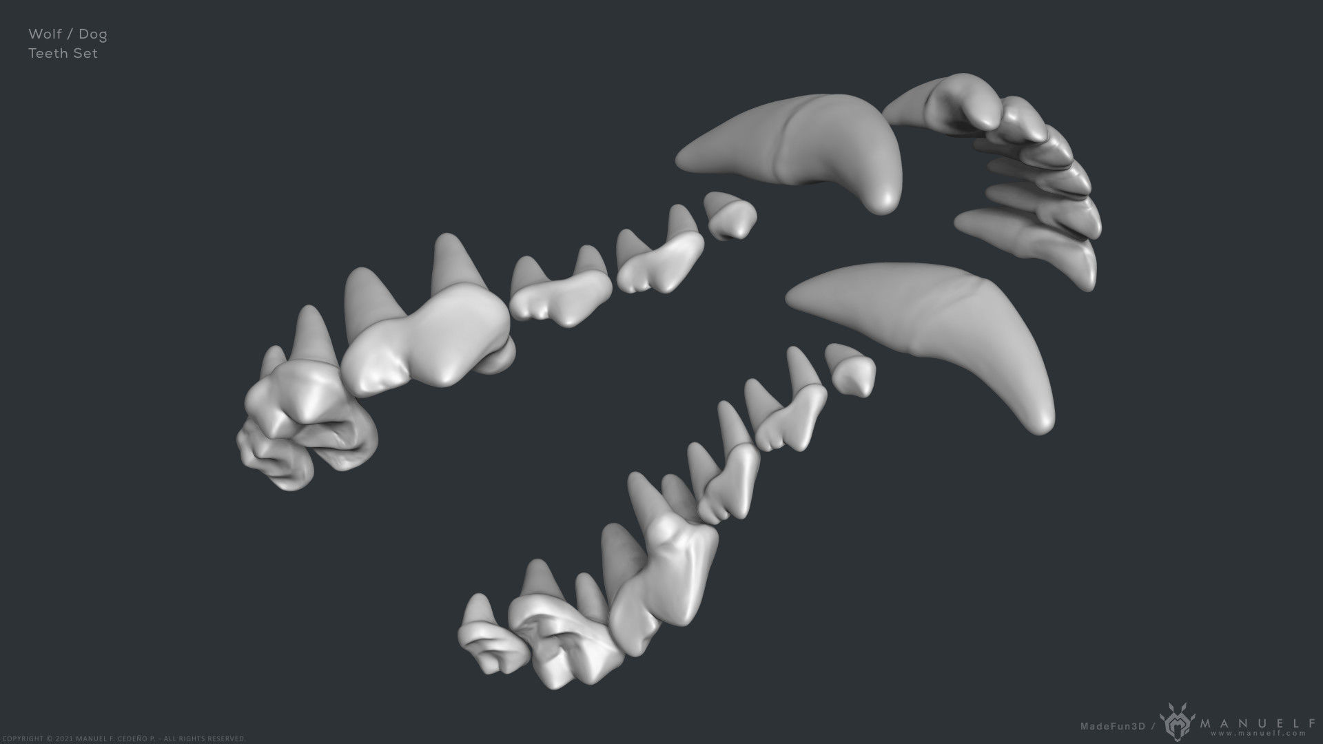 Wolf Dog Teeth Set 3D model_9