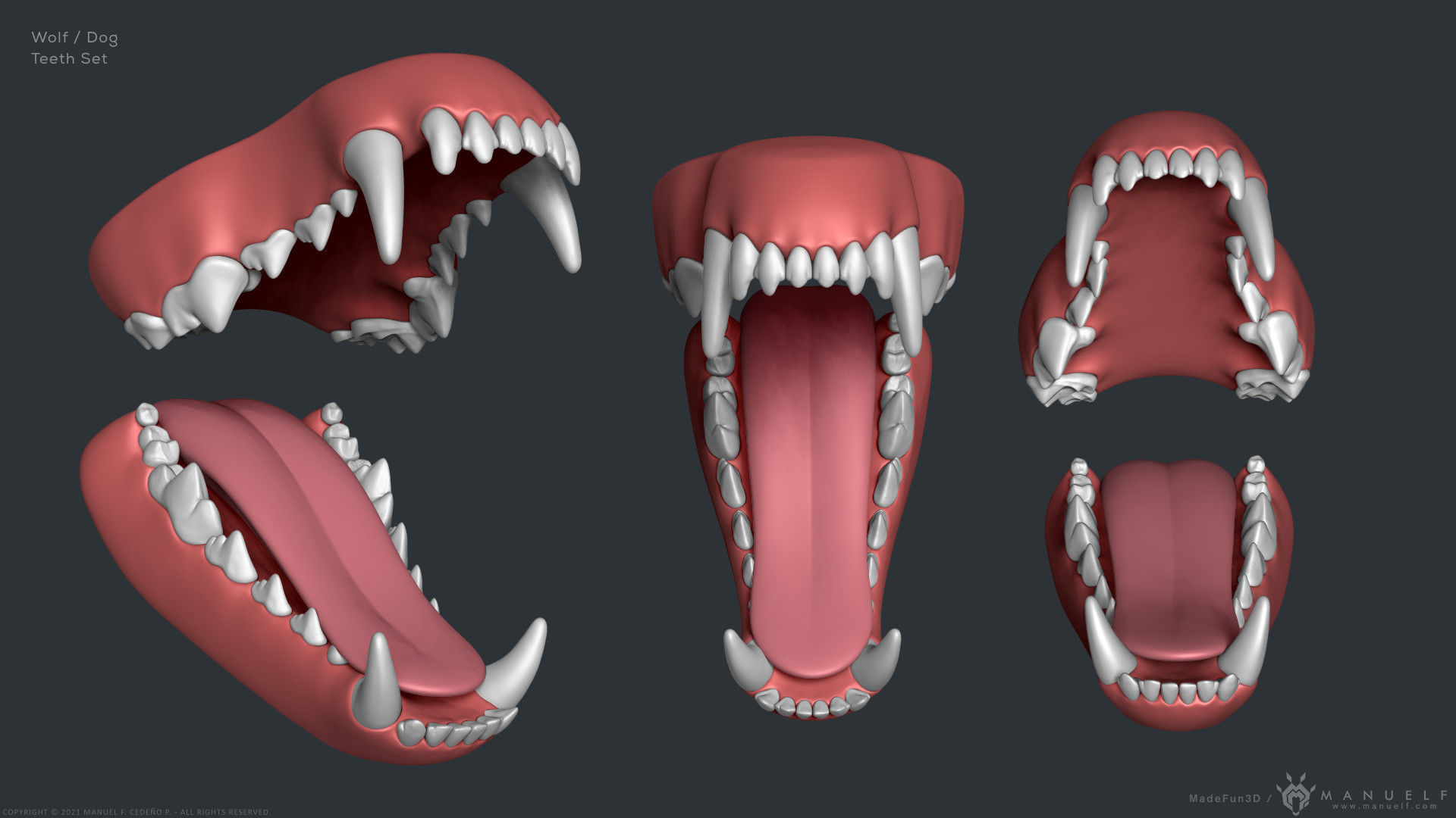 Wolf Dog Teeth Set 3D model_1