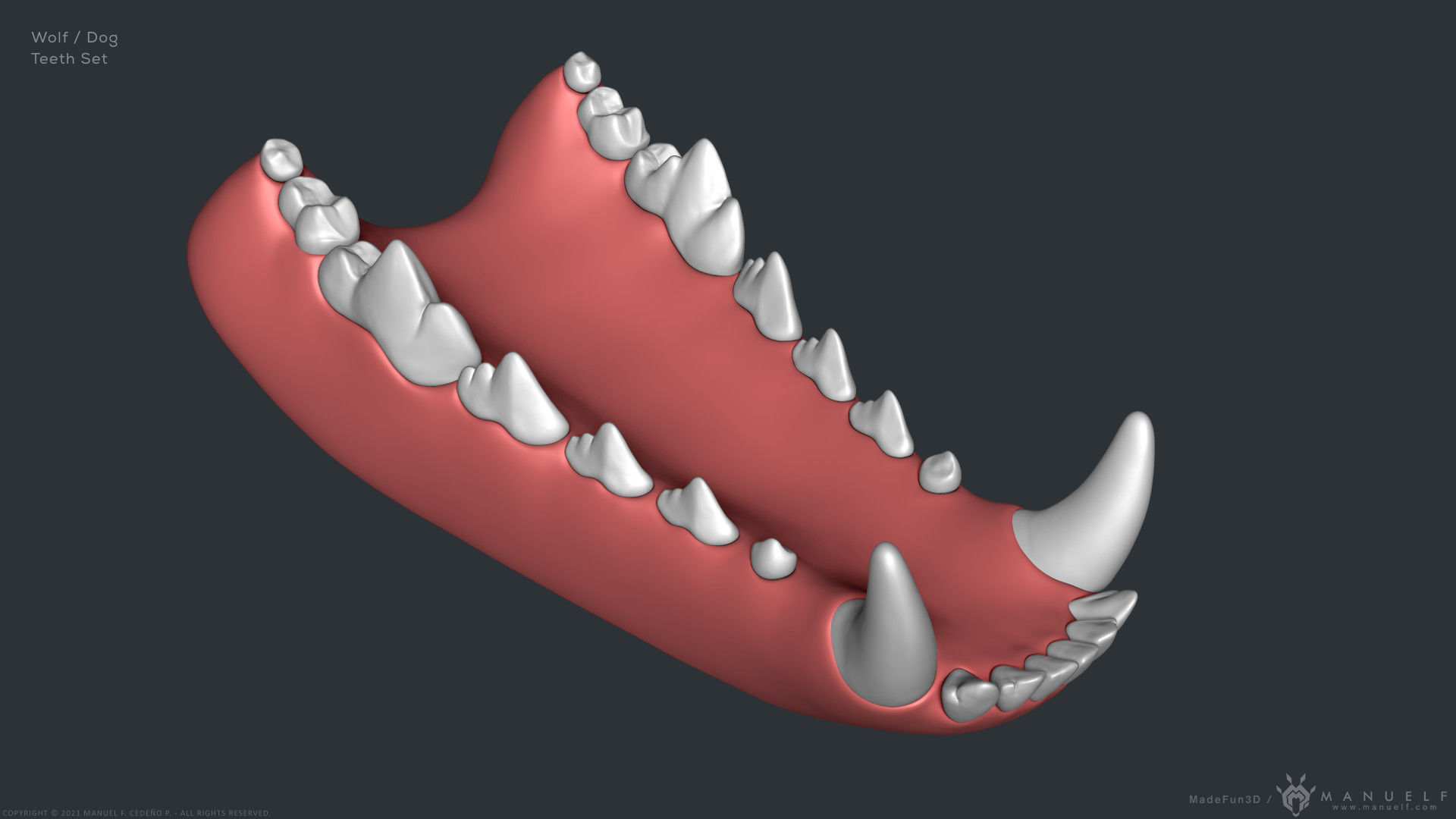 Wolf Dog Teeth Set 3D model_5