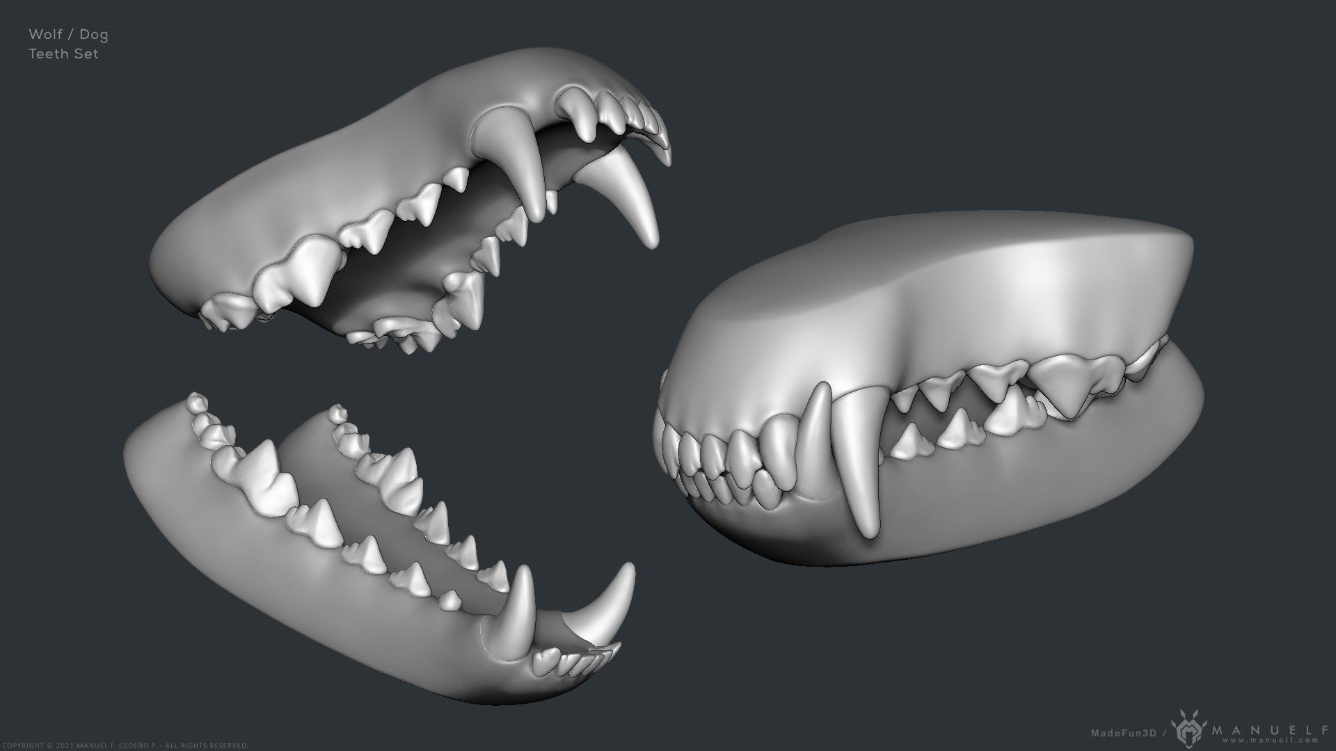 Wolf Dog Teeth Set 3D model_18