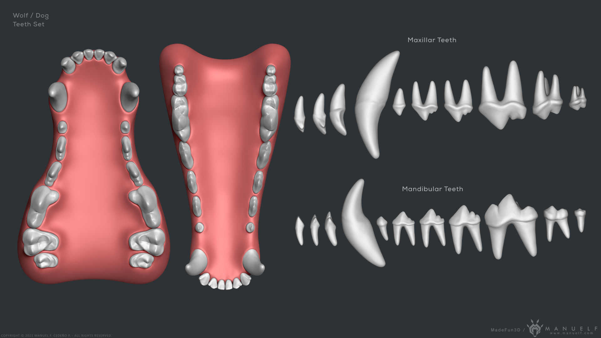 Wolf Dog Teeth Set 3D model_10