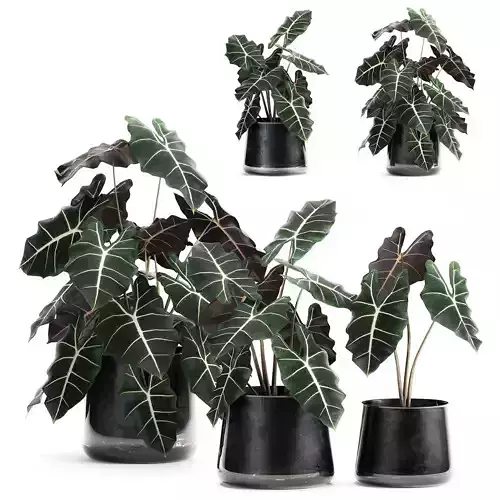 Alokazia amazonian in a pot for the interior 880