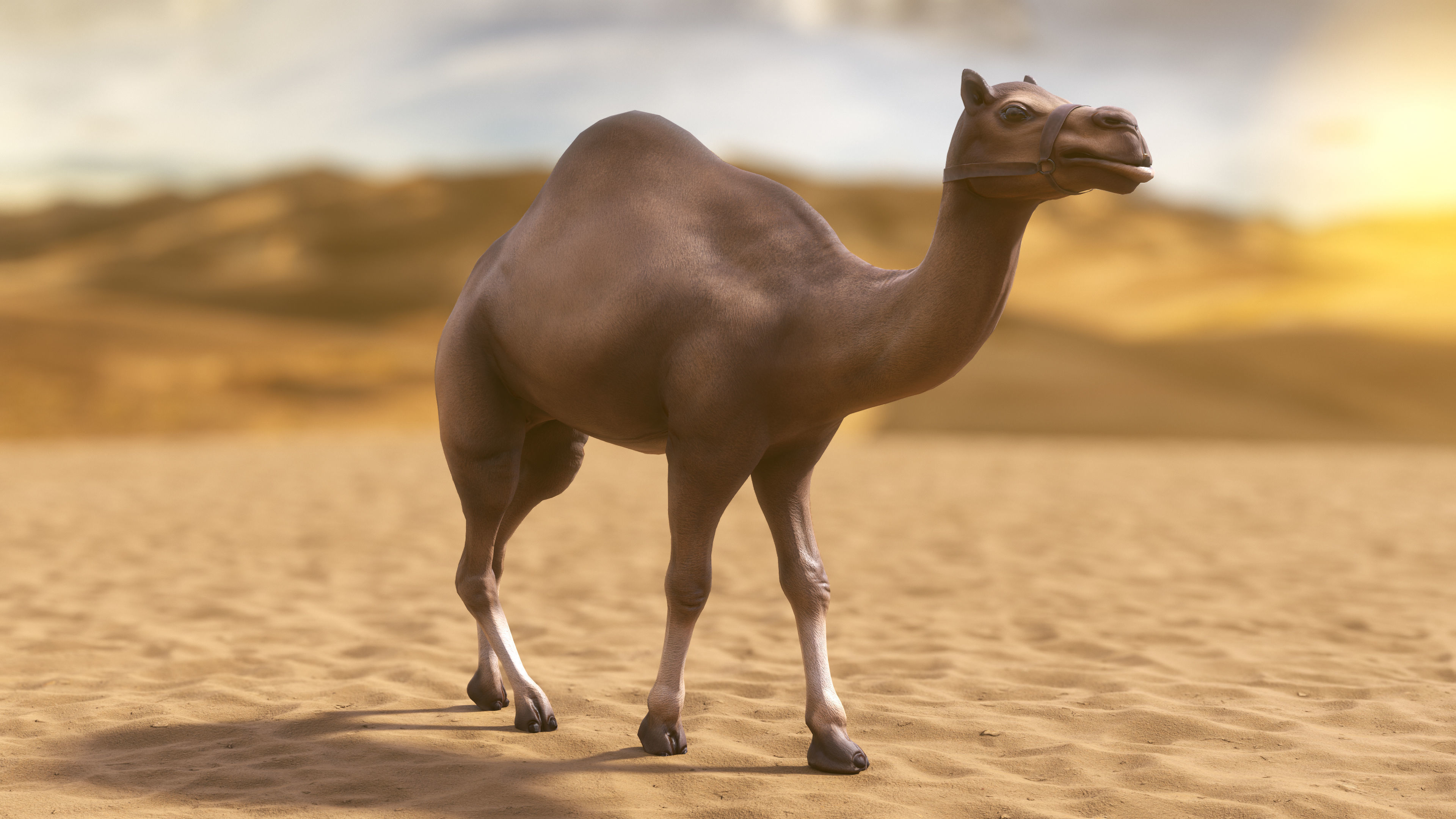 Top-Down Desert Town - LowPoly Low-poly 3D model_34