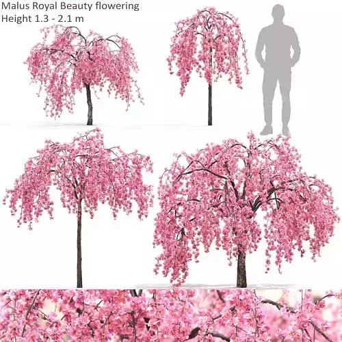 Malus royal beauty flowering 01
