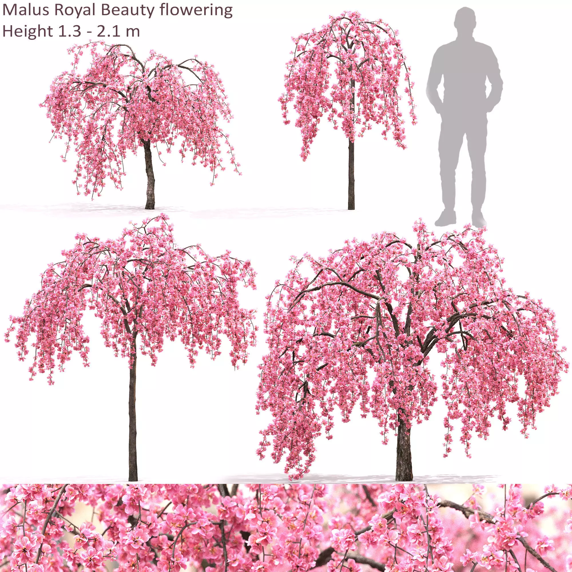 Malus royal beauty flowering 01 3D model