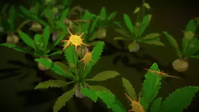 FLOWER DORSTENIA HORWOODII