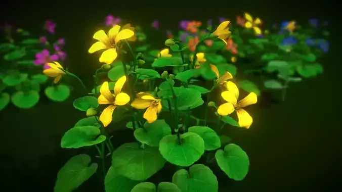 Flower Viola Biflora