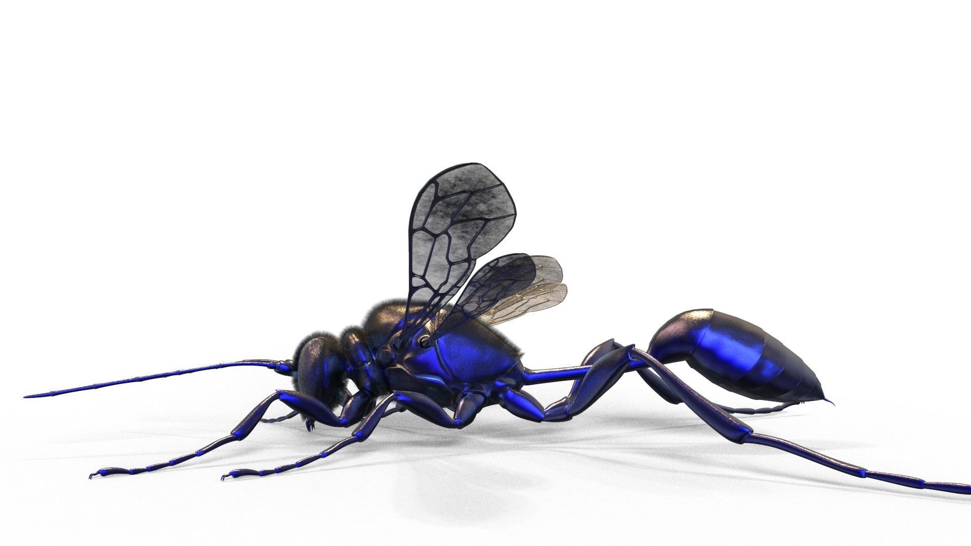 Hornet wasp Textured 3D model 3D model_1